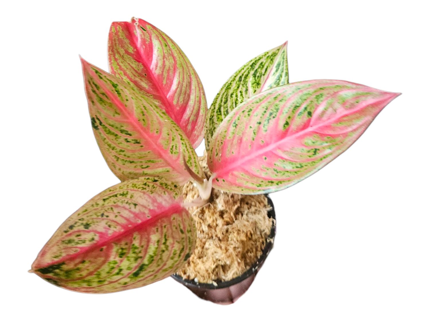 Aglaonema Red Legacy