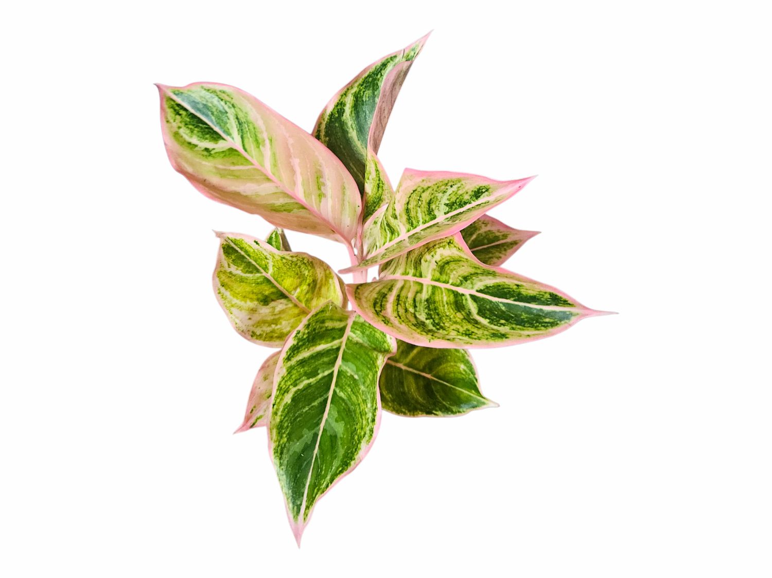 Aglaonema Casanova