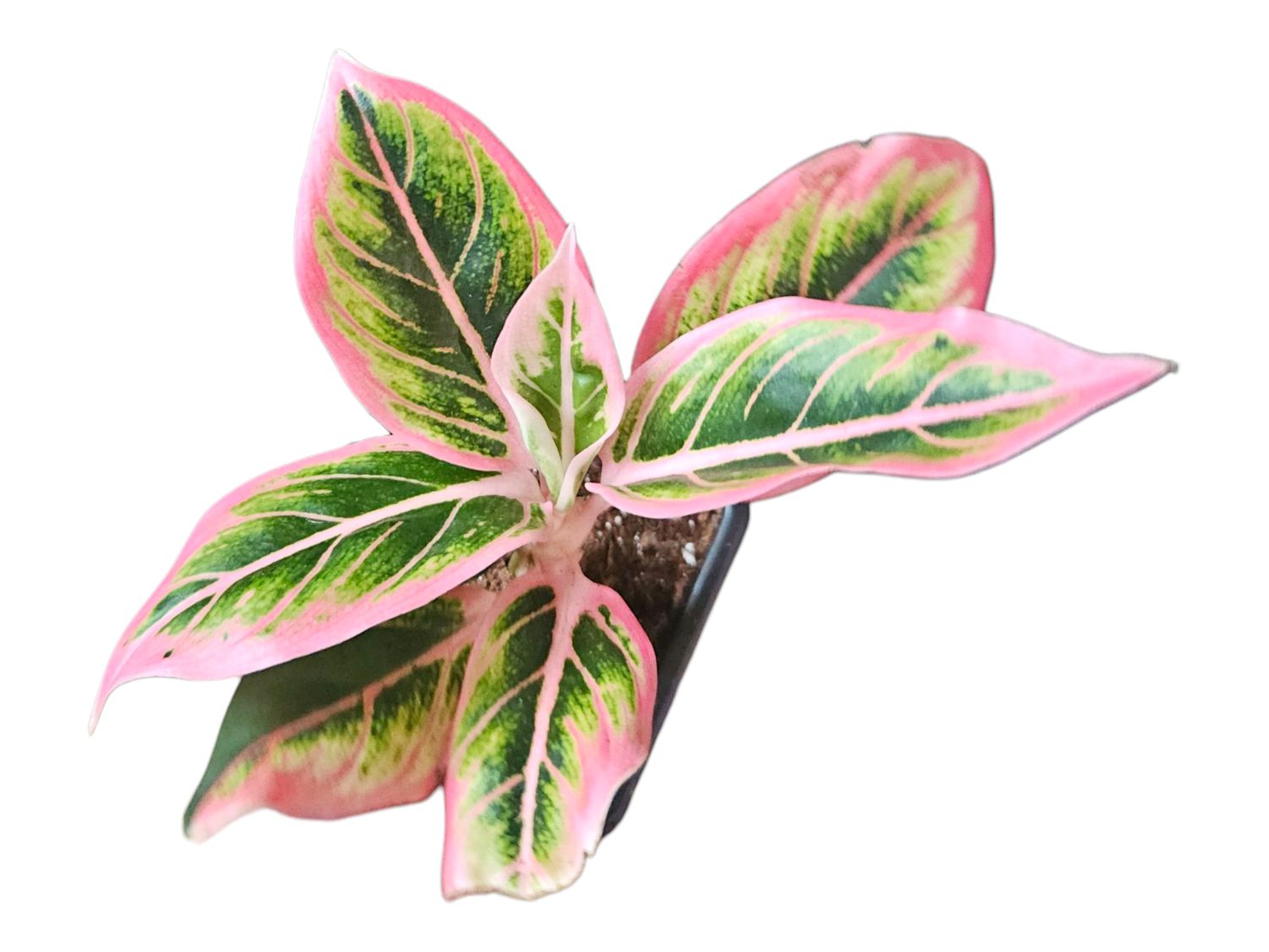 Aglaonema Lotus Delight