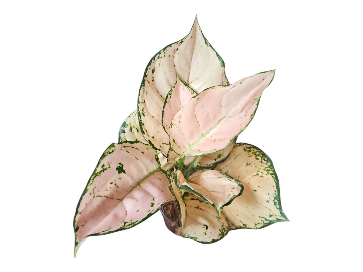 Aglaonema Julia Pink Cream
