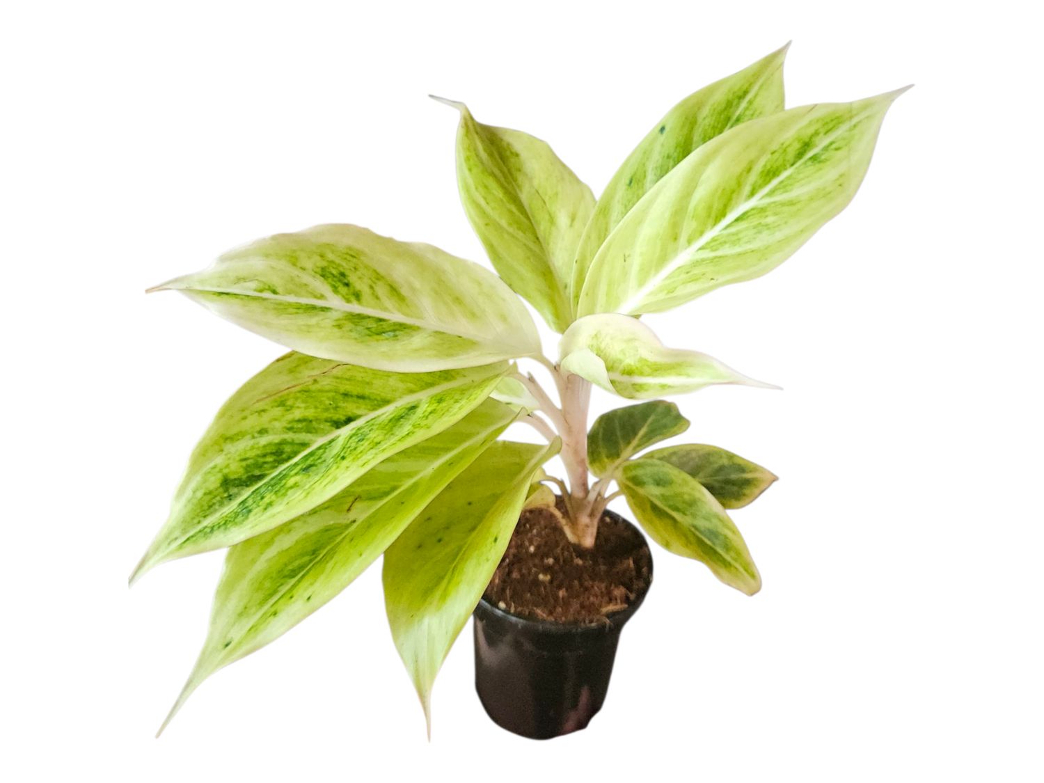 Aglaonema Iceberg