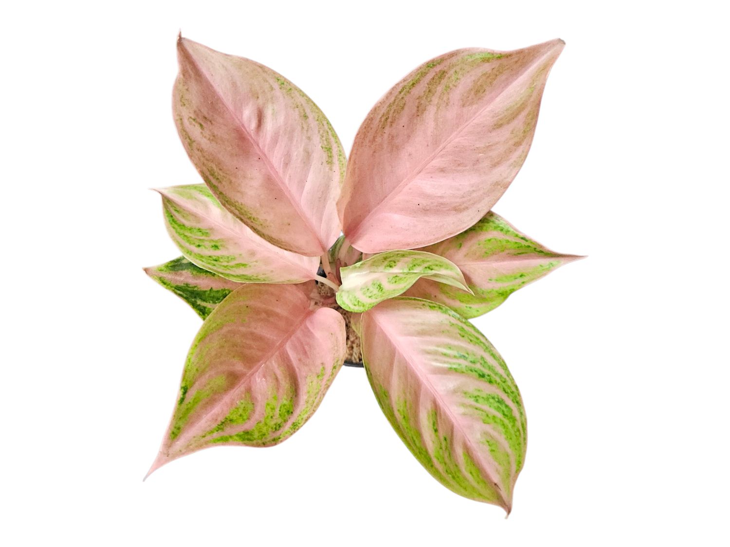 Aglaonema Peach Gadis