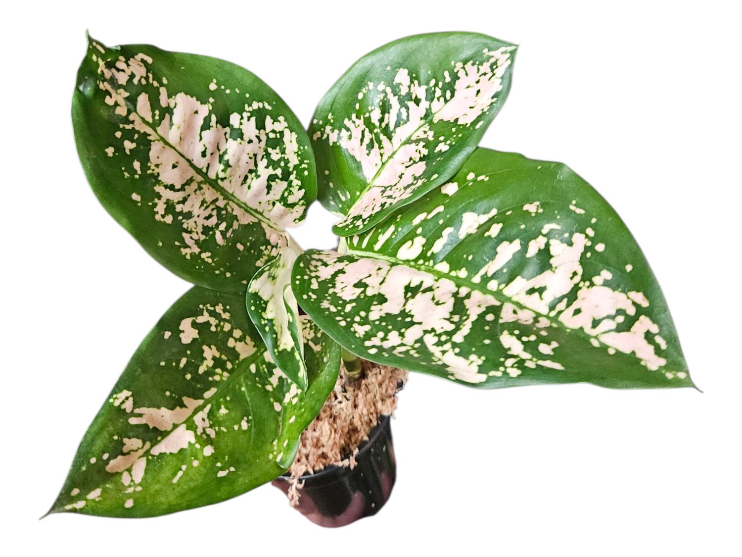 Aglaonema White Batik Suksom