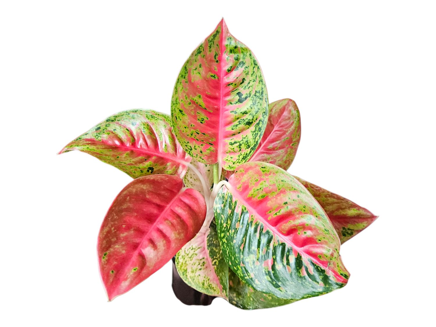 Aglaonema Mahasetti