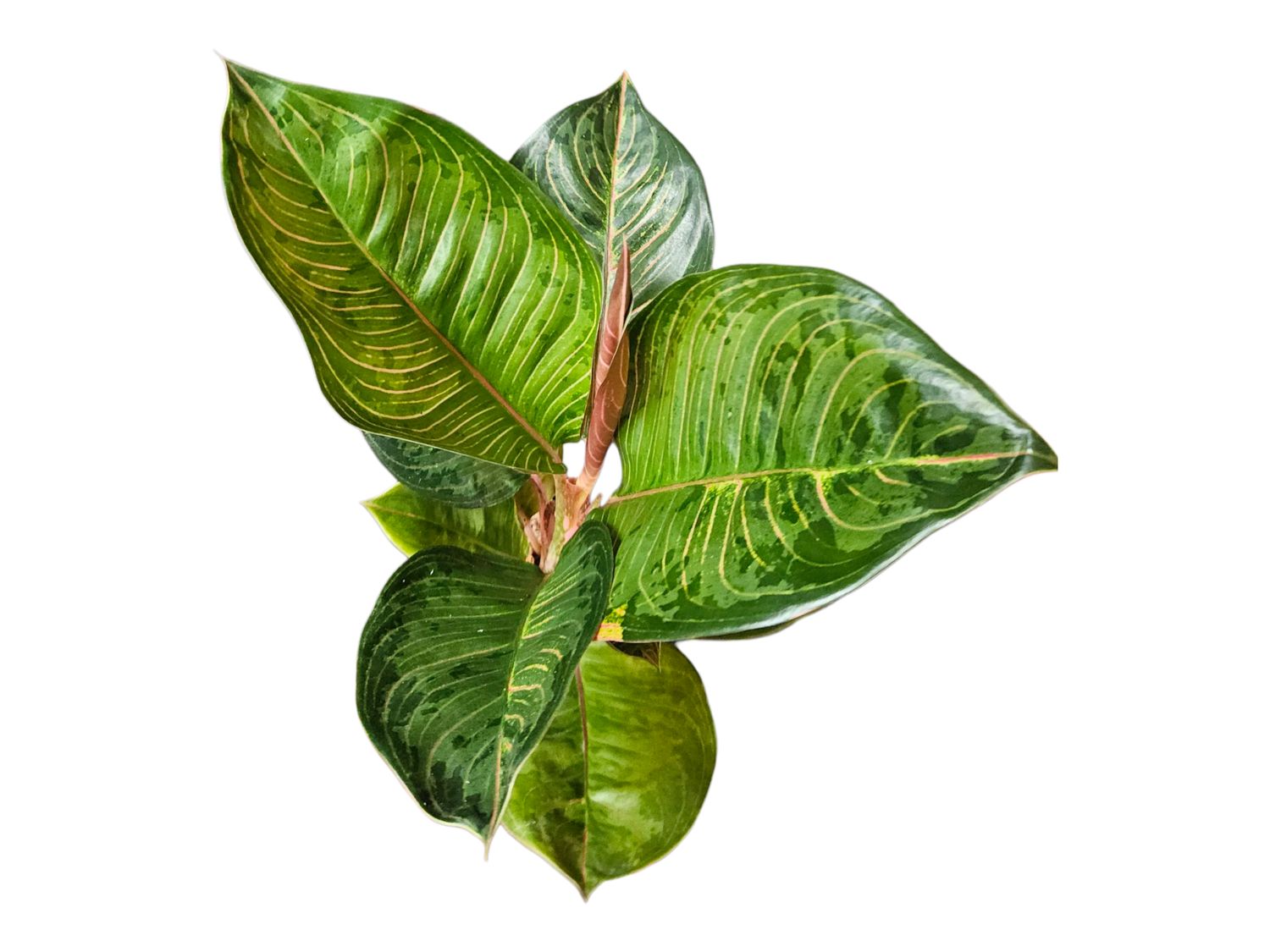 Aglaonema Black Hughes