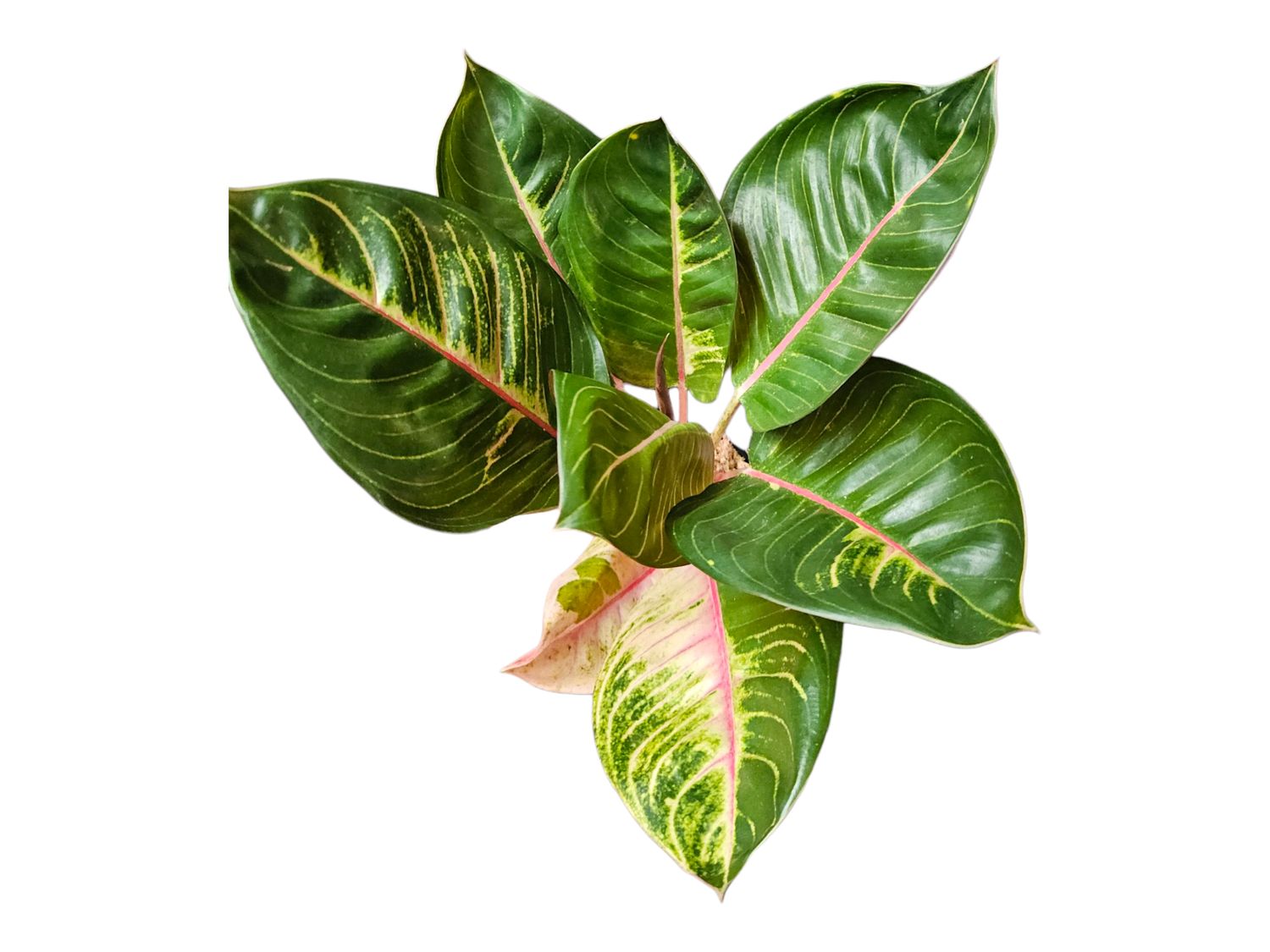 Aglaonema Moonlight Eclipse