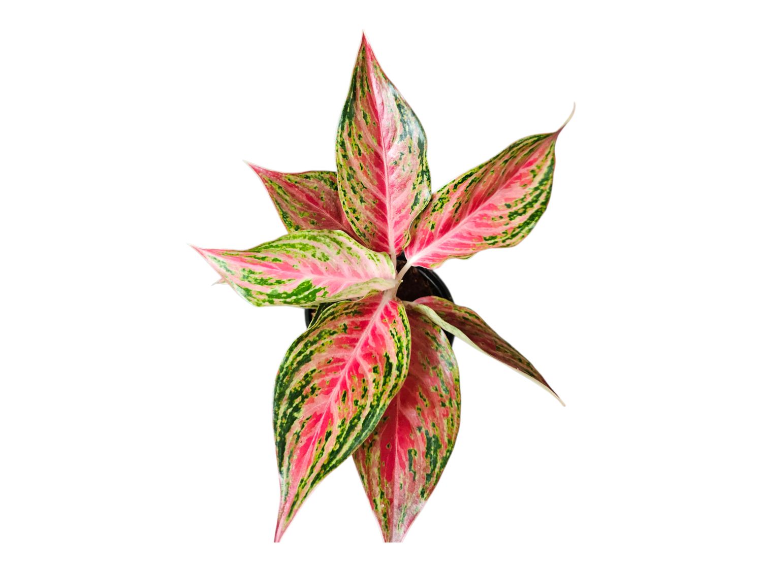 Aglaonema Red Mahanakorn