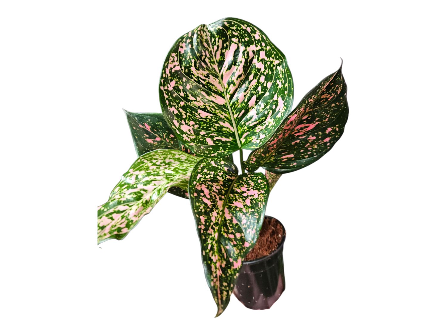 Aglaonema Amethyst