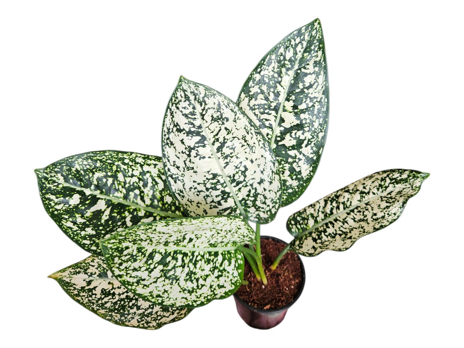 Aglaonema Morodoklok