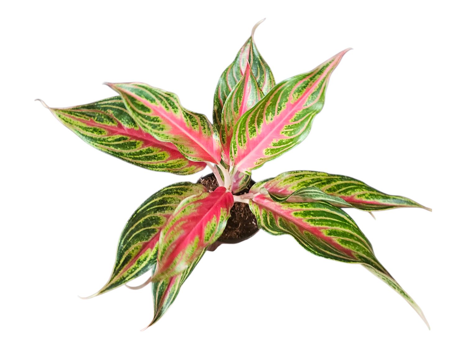 Aglaonema Red Panama