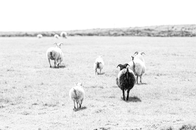 Sheep in Icelandic Countryside, Iceland
