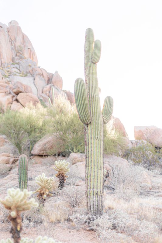 Cactus, Arizona