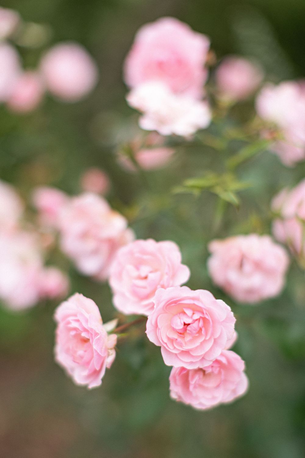 Roses, Tangled Garden - Wolfville, Nova Scotia