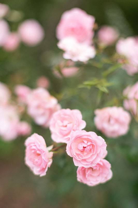 Roses, Tangled Garden - Wolfville, Nova Scotia