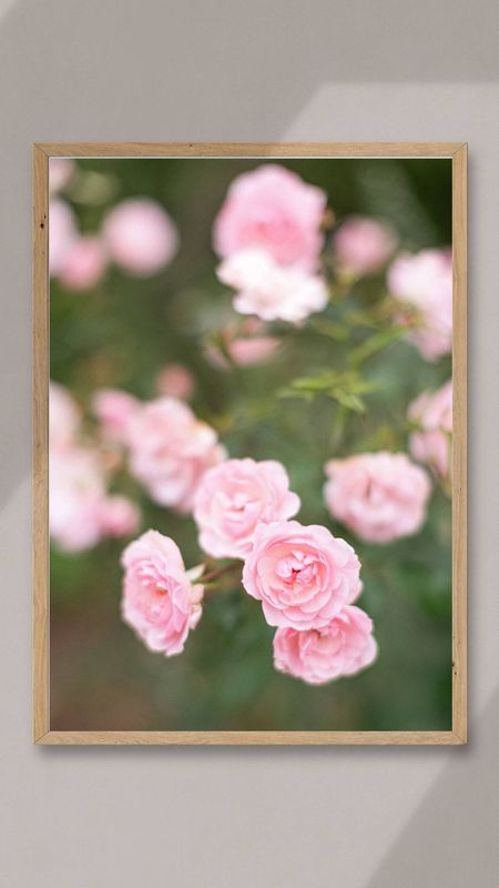 Roses, Tangled Garden - Wolfville, Nova Scotia