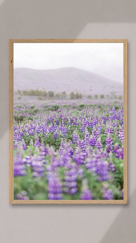 Lupin Field, Iceland