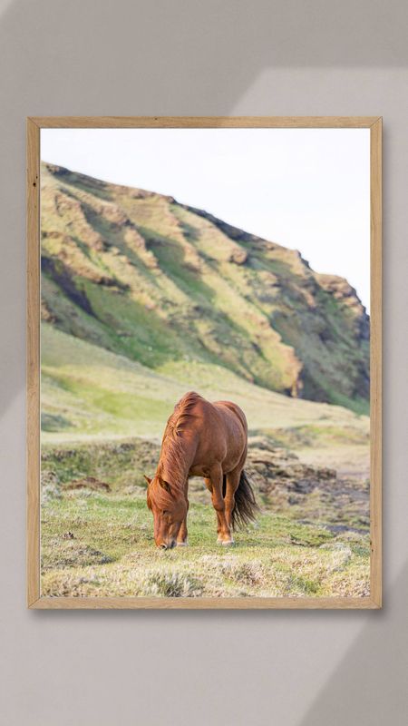 Icelandic Horse, Iceland