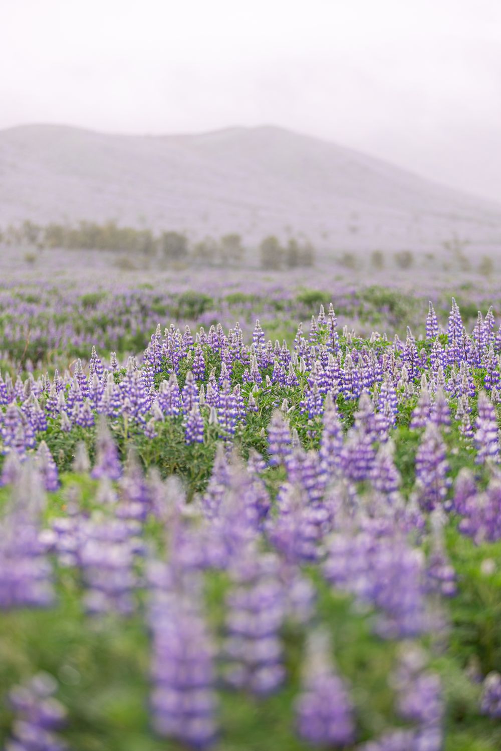 Lupin Field, Iceland