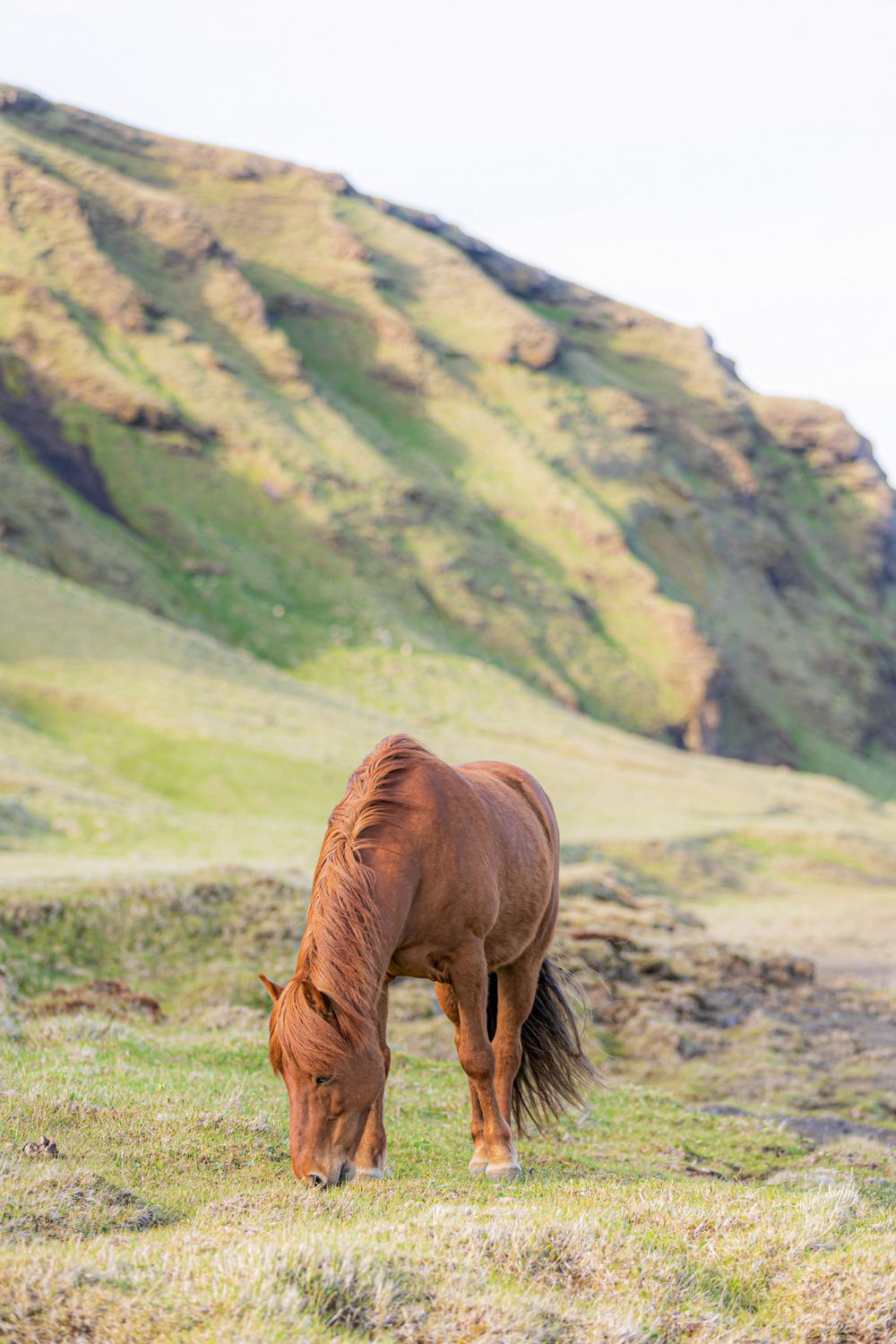 Icelandic Horse, Iceland