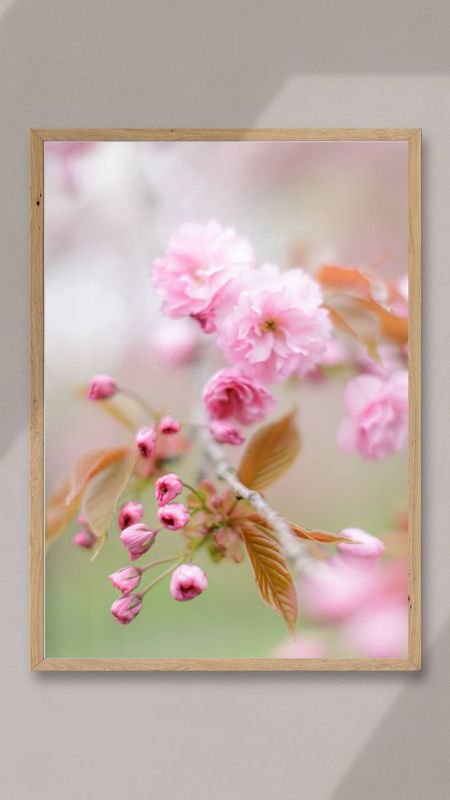 Cherry Blossoms, Dartmouth, Nova Scotia