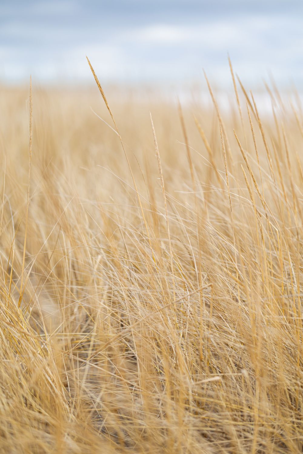 Winds of Conrad&#39;s Beach, Nova Scotia