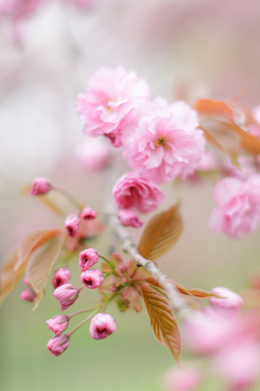 Cherry Blossoms, Dartmouth, Nova Scotia