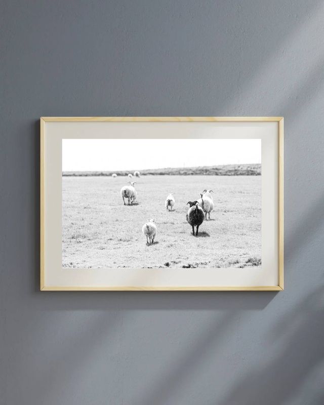 Sheep in Icelandic Countryside, Iceland