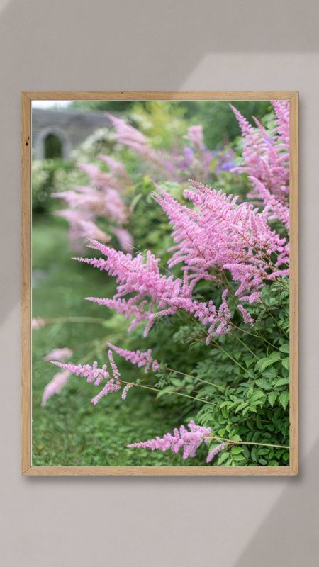 Astilbe, Tangled Gardens, Nova Scotia