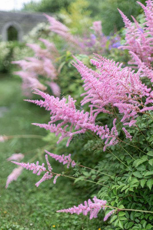Astilbe, Tangled Gardens, Nova Scotia