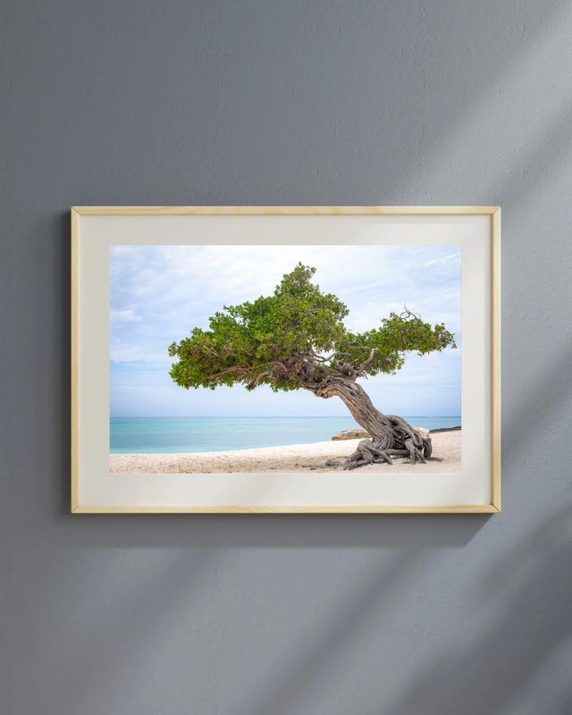 Divi-Divi Tree, Aruba