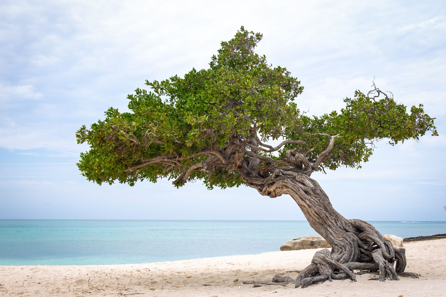 Divi-Divi Tree, Aruba