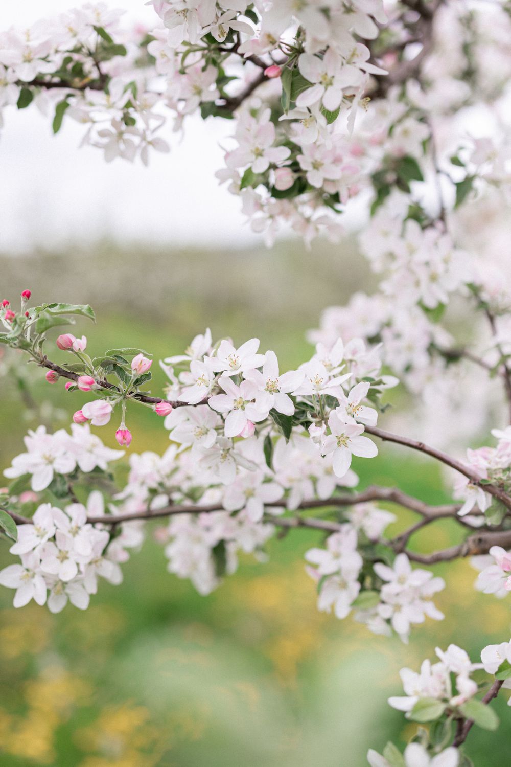 Apple Blossoms, Nova Scotia