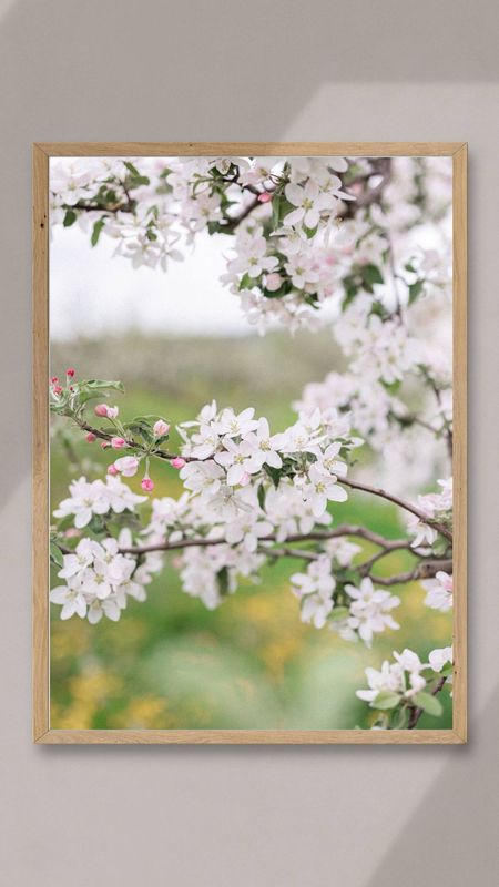 Apple Blossoms, Nova Scotia