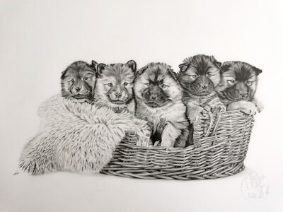 Original Puppies in basket A2
