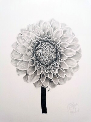 Original Dahlia A3