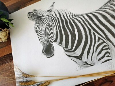 Original Zebra A2