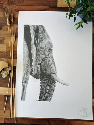 Original Elephant A2