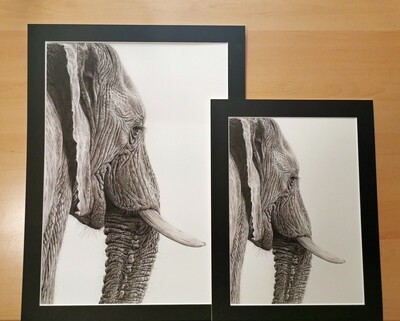 Mounted Giclée Print Elephant A3