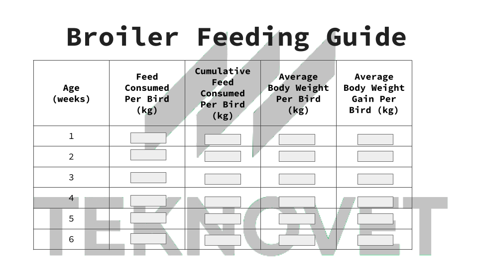 broiler-feeding-guide-tindahan-ni-doc-jun-teknovet