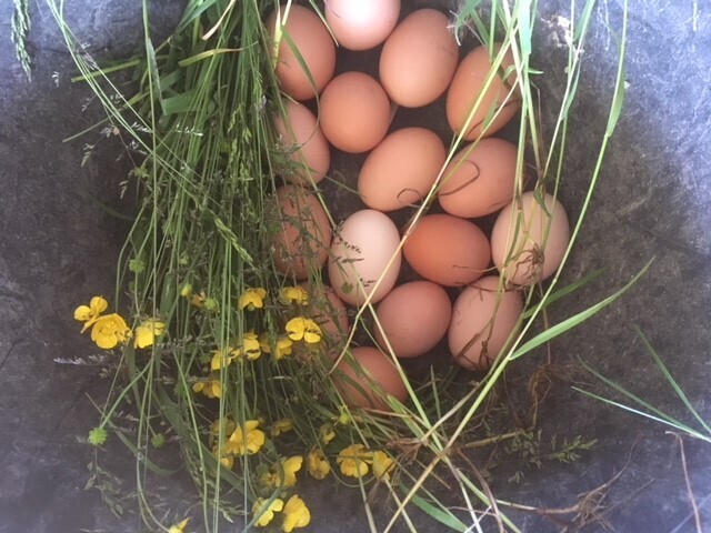 Oeufs frais