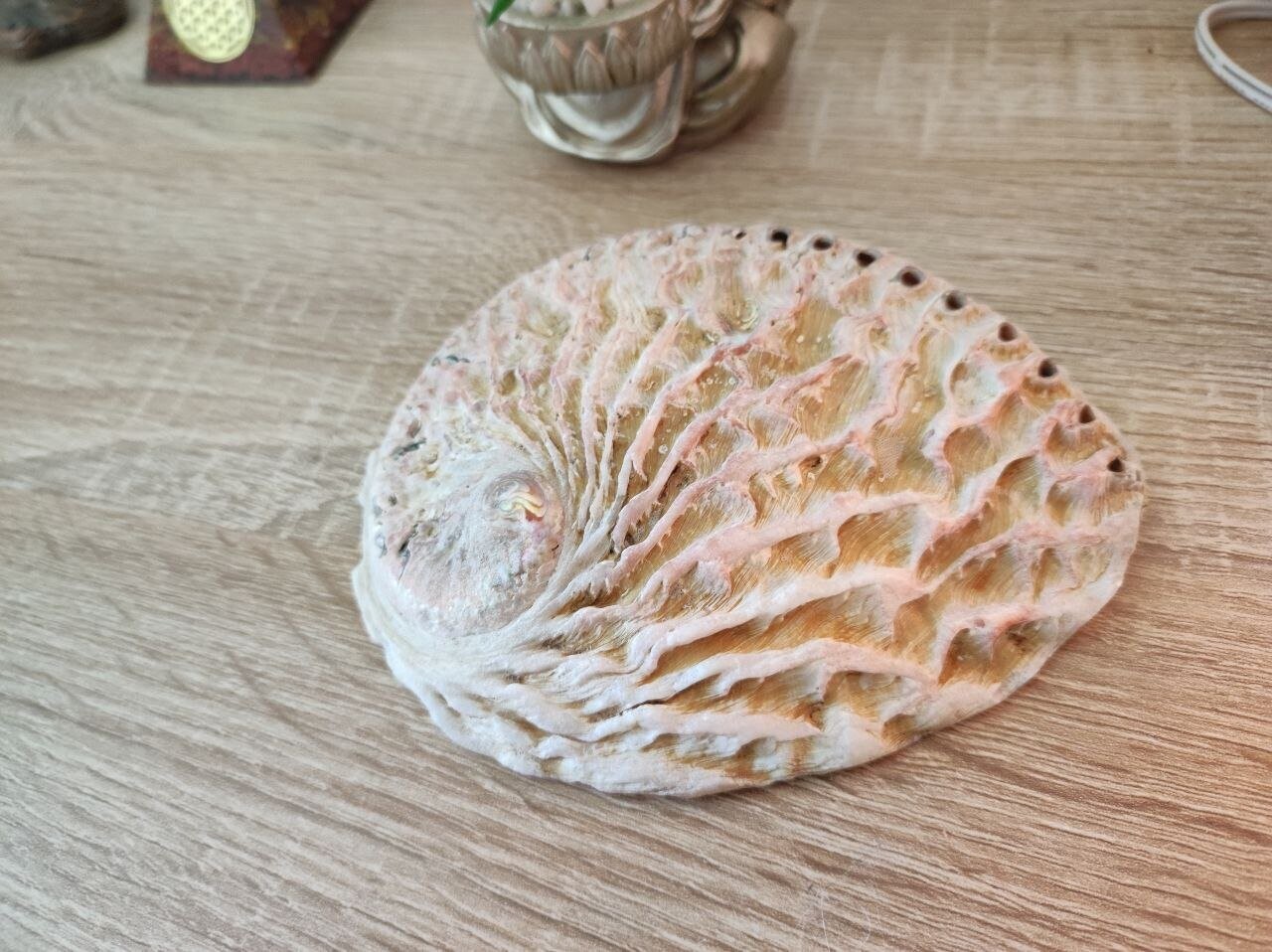 Coquille d'Ormeau Naturelle 1214cm