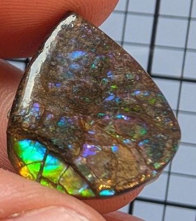 Cabochon - Ammolite du Canada