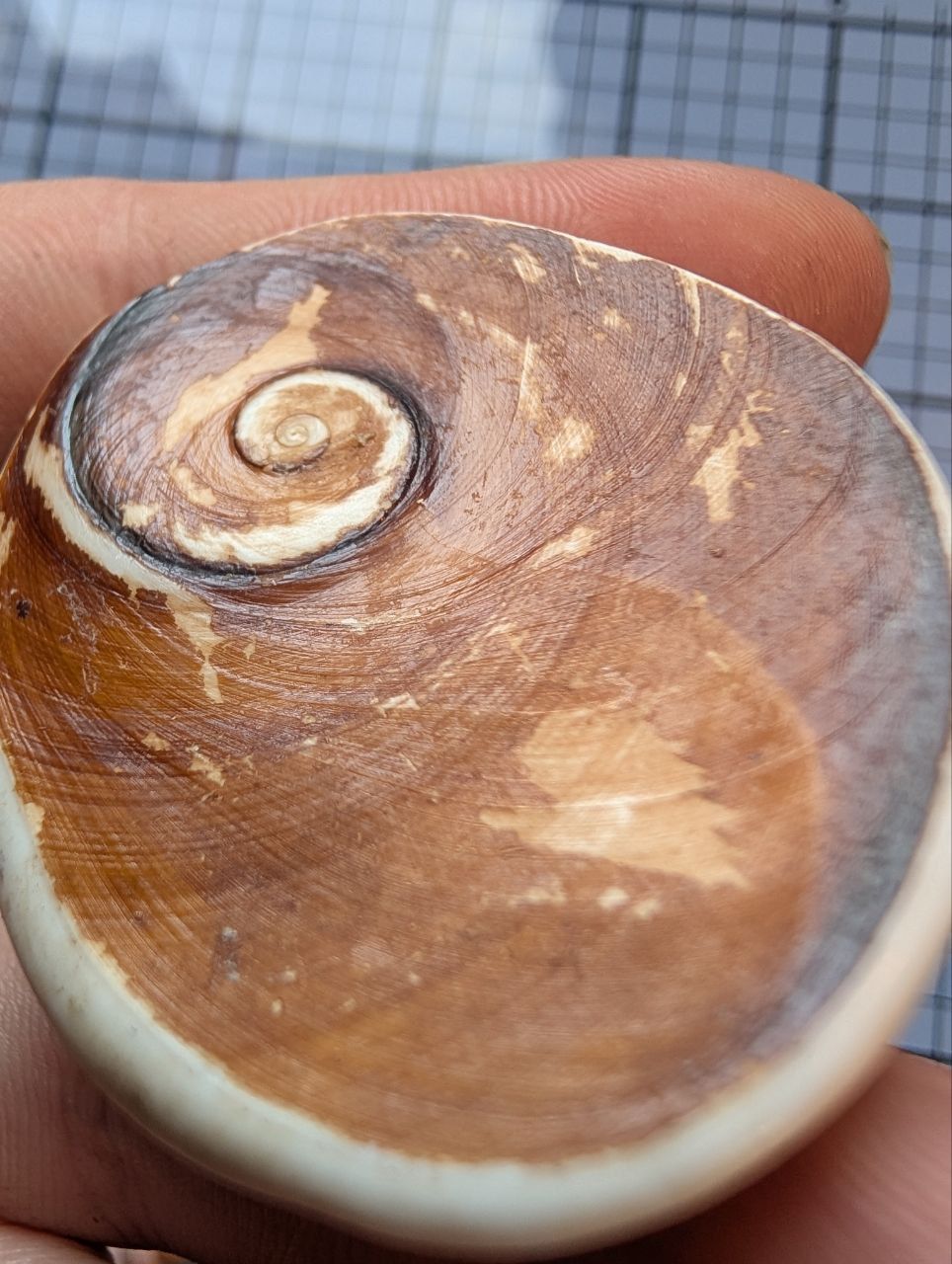 Cabochon - Opercule Œil de St Lucie