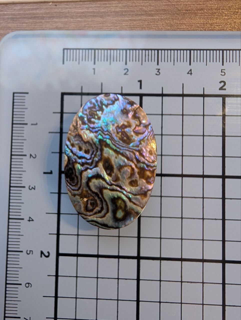 Cabochon - Abalone