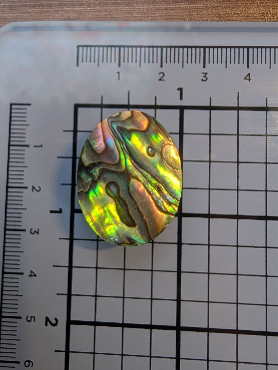 Cabochon - Abalone