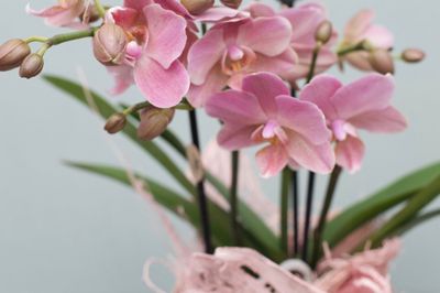 Orchidee "apricot"