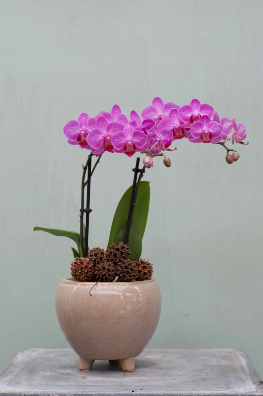 Orchidee "pink"