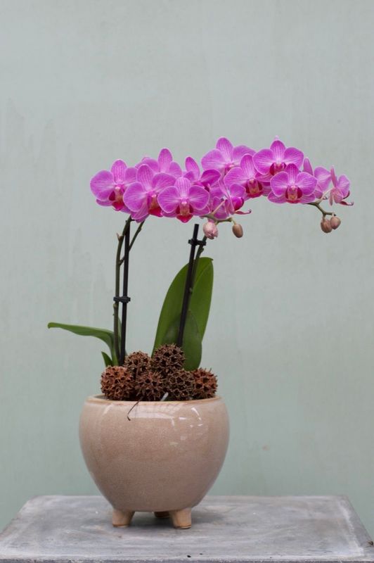 Orchidee "pink"