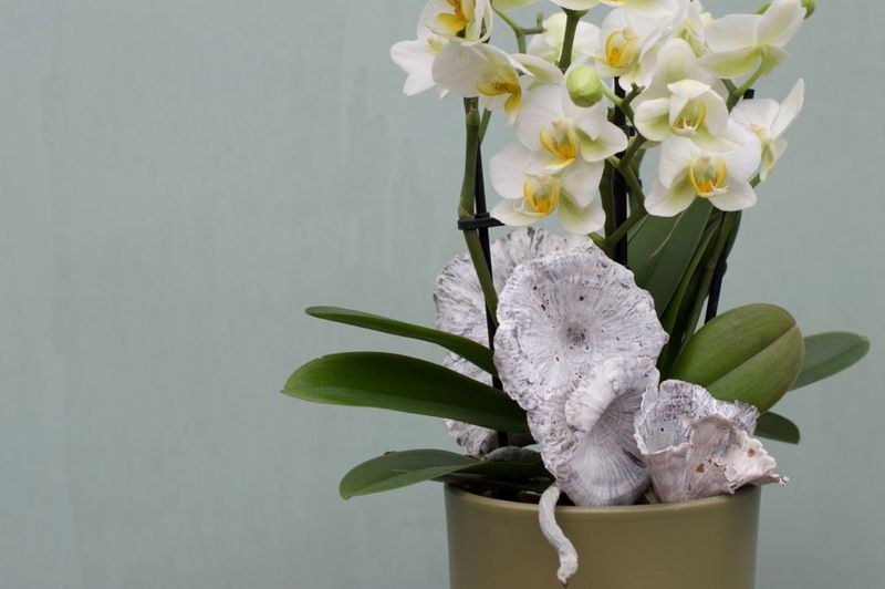 Orchidee "weiß"