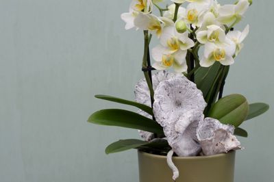 Orchidee "weiß"